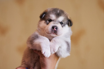 Cute plump puppy Malamute at the hands of man