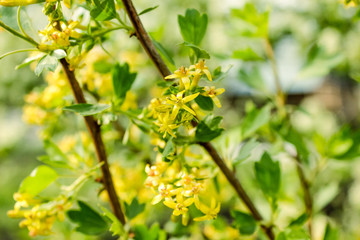 Blooming spring Forsythia tree nature over blue sky and sun.Spring. Garden.  Greeting card template. Shallow depth.Spring blossom.