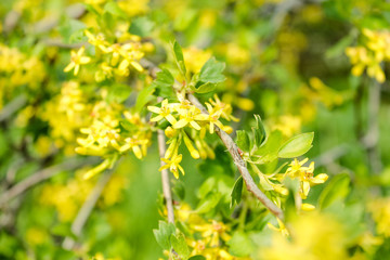 Forsythia blossoms over blurred nature background.Spring flowers. Abstract blurred website banner background of of spring yellow forsythia  blossoms tree.