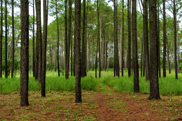 Beautiful morning and sunbeams in the pine forest
