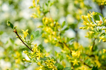 Spring yellow blossom in a summer day. Blooming Forsythia.Spring background with yellow flowers tree brunches. Sunny day. Spring flowers. Orchard. Springtime