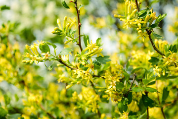 Forsythia flowers. Spring blossom. Blossom yellow  tree over nature background.