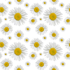 Fototapeta premium Seamless pattern of daisies on a white background