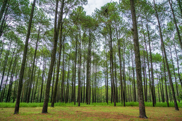 Beautiful morning and sunbeams in the pine forest