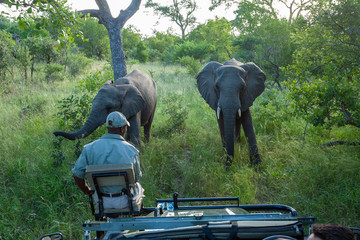 safari in Africa by jeep national park reserves and parks of south africa