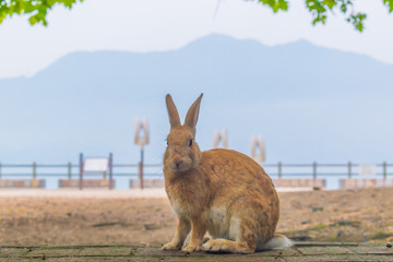 大久野島のうさぎ