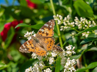 Distelfalter mit einer Honigbiene
