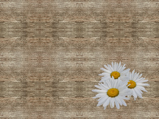 Obraz premium Daisies on wooden texture. Seamless pattern.