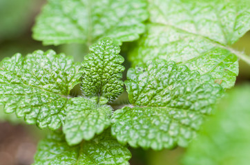closeup of green leaf