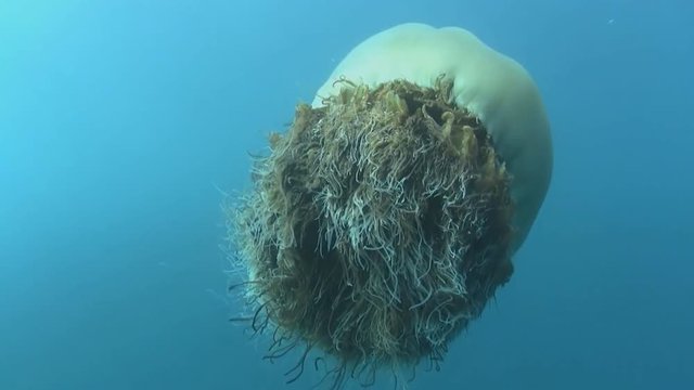 a giant jellyfish (Nemopilema Nomirai) in the waters of the yellow sea