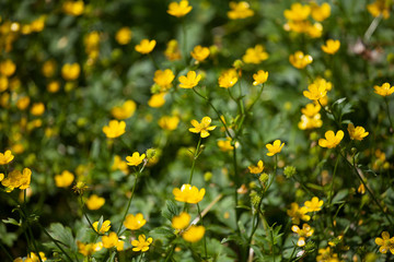 Obraz na płótnie Canvas Yellow buttercup flowers on green sunny field blurred background close up, bright shiny spearworts flowers macro, beautiful ranunculus spring season floral meadow, summer blooming wildflowers lawn