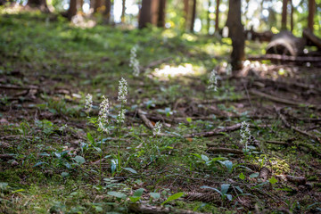 Zweiblättrige Waldhyazinthe (Platanthera bifolia)