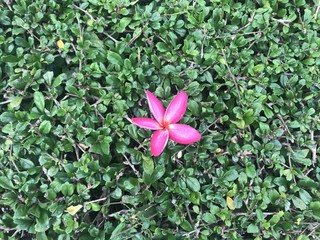 Pink Plumeria flowers,Frangipani flowers, spa flowers on green leaves background