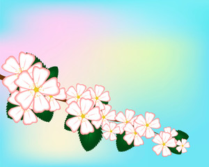 Flowering branch of Apple on a colored background