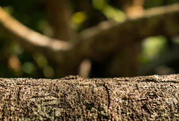 Wooden and green leaf bokeh blurred for jungle background