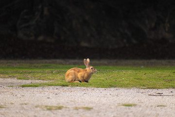大久野島のうさぎ