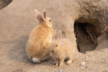 大久野島のうさぎ