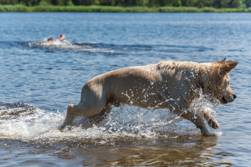 Golden Retriever Jumping in a River in Latvia on a Summer Day