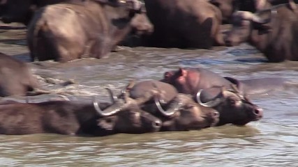 Angry Hippo Close Encounter With Buffalo At Waterhole