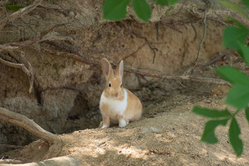 大久野島のうさぎ