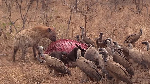 Hyena Chases Vultures Away From Animal Carcass