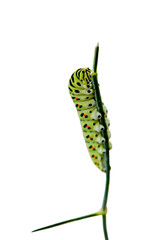 Variegated caterpillar isolated on white background