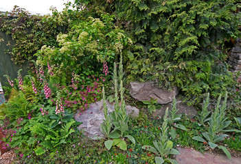 A garden corner with natural planting with Digitalis x mertonensis in a flower border