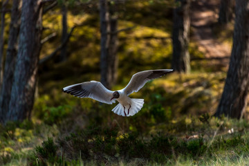 Black Headed Seagull Flying Near the Baltic Sea