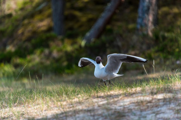 Black Headed Seagull Flying Near the Baltic Sea