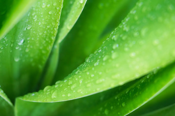 green leaf with water drops