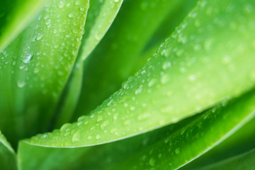 green leaf with water drops