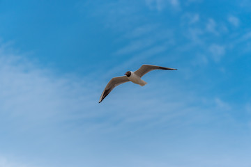 Black Headed Seagull Flying Near the Baltic Sea