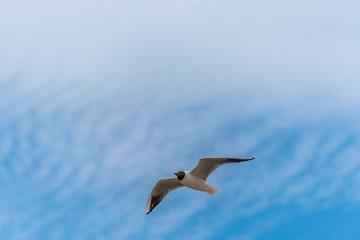 Fototapeta na wymiar Black Headed Seagull Flying Near the Baltic Sea
