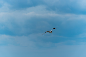 Black Headed Seagull Flying Near the Baltic Sea