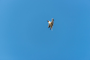 Black Headed Seagull doing Acrobatics