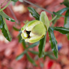 Passiflora caerulea