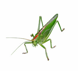 Locust isolated on white background