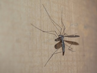 Crane Fly insect