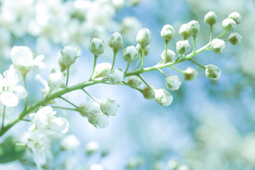 Soft blurred of  spring flowers with soft bokeh in pastel tone for background. Beautiful Spring Nature background. Blooming of Apple trees. Soft dreamy image.selective focus.