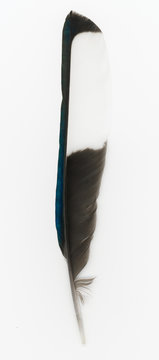 Eurasian Magpie Feather