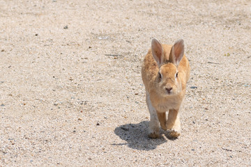 大久野島のうさぎ