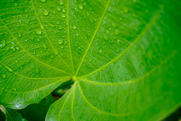 green leaf with water drops