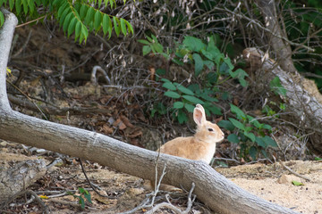 大久野島のうさぎ