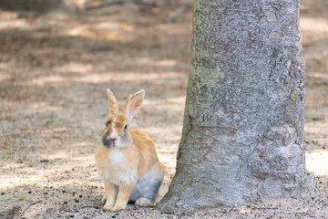 大久野島のうさぎ