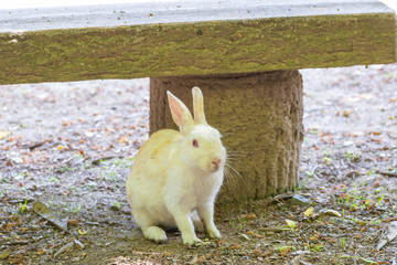 大久野島のうさぎ