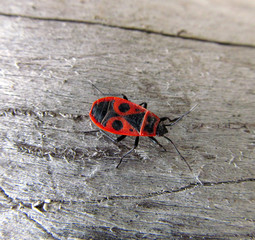 Red beetle on a wooden surface