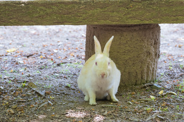 大久野島のうさぎ