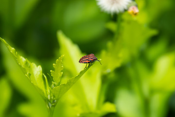 Italian Striped Shield Bug on Leaf in Springtime