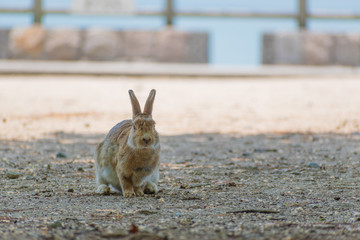 大久野島のうさぎ