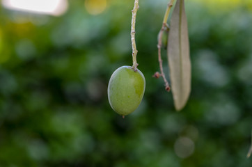 green olive on tree